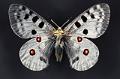 parnassius apollo